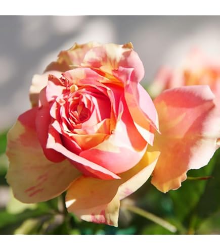 Amazon.co.jp: バラ苗 薔薇 挿し木苗 中輪 中香 四季咲き : DIY・工具